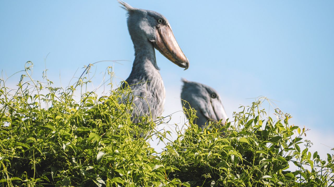 Reisspecialist Celia van Matoke Tours op studiereis door noordoost Oeganda