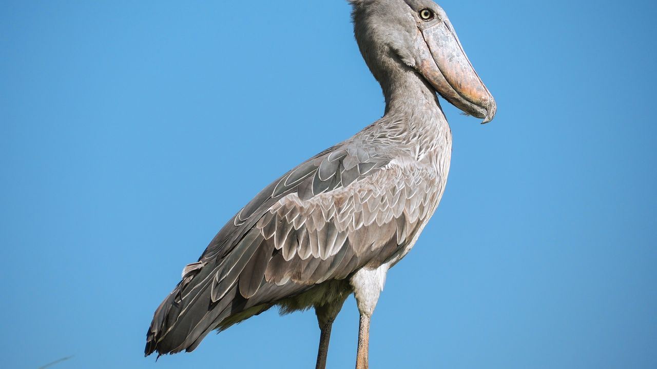 Reisspecialist Celia van Matoke Tours op studiereis door noordoost Oeganda