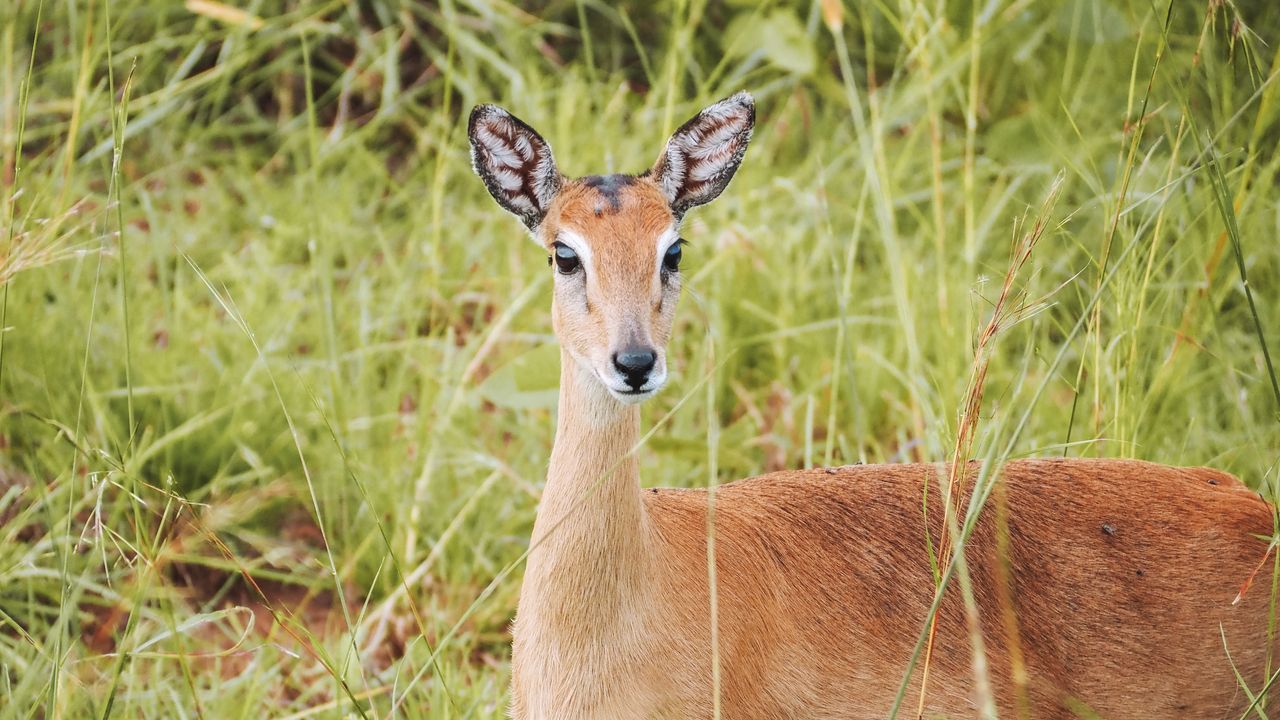 Reisspecialist Celia van Matoke Tours op studiereis door noordoost Oeganda