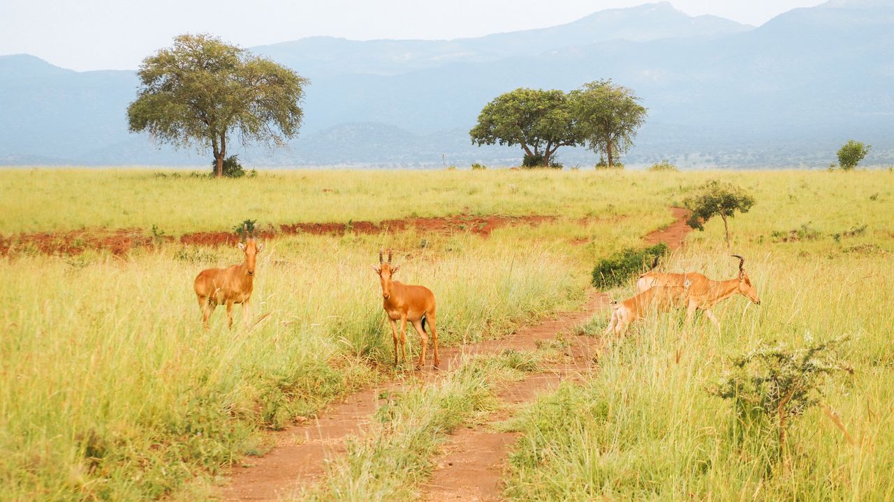 Reisspecialist Celia van Matoke Tours op studiereis door noordoost Oeganda