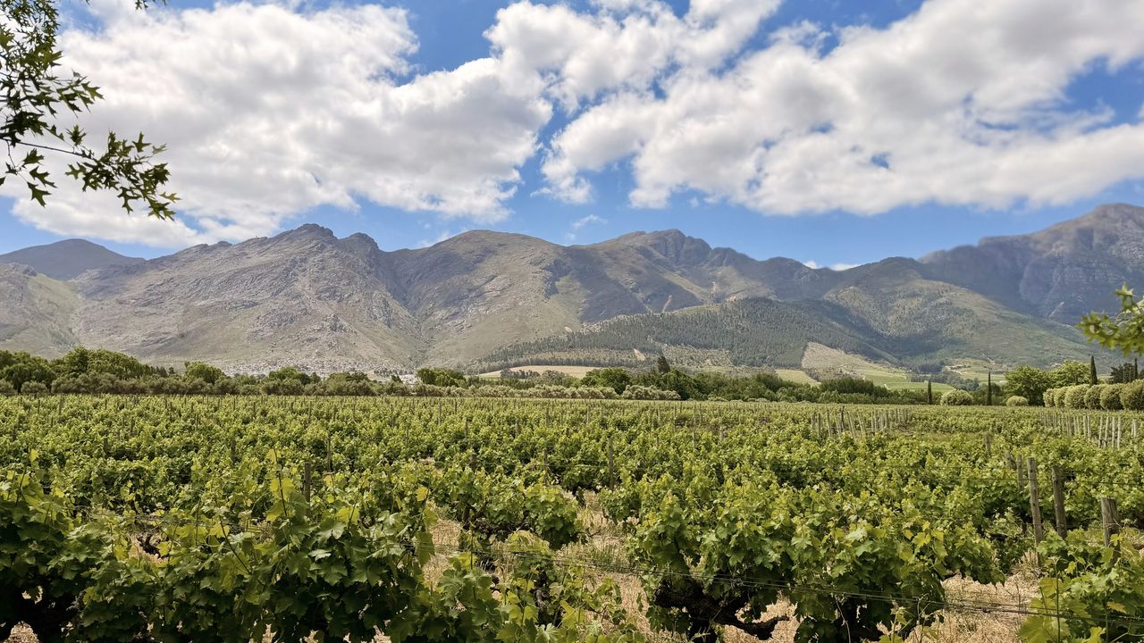 Stellenbosch - het wijnbouwcentrum van Zuid-Afrika | Matoke Tours