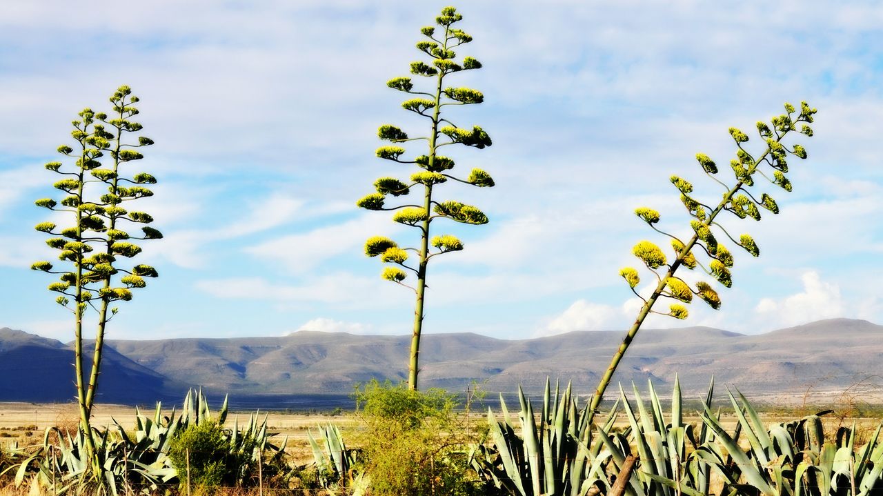 Oudtshoorn - de hoofdstad van Klein Karoo | Matoke Tours