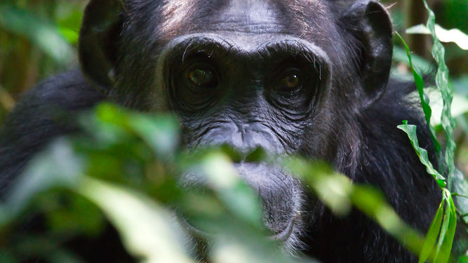 Privéreis Oeganda& Kenia gorilla safari - 13 dagen | Matoke Tours