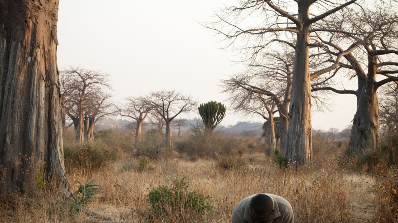 Fly-in safari Tanzania - Zuid Tanzania per vliegtuig - Matoke Tours