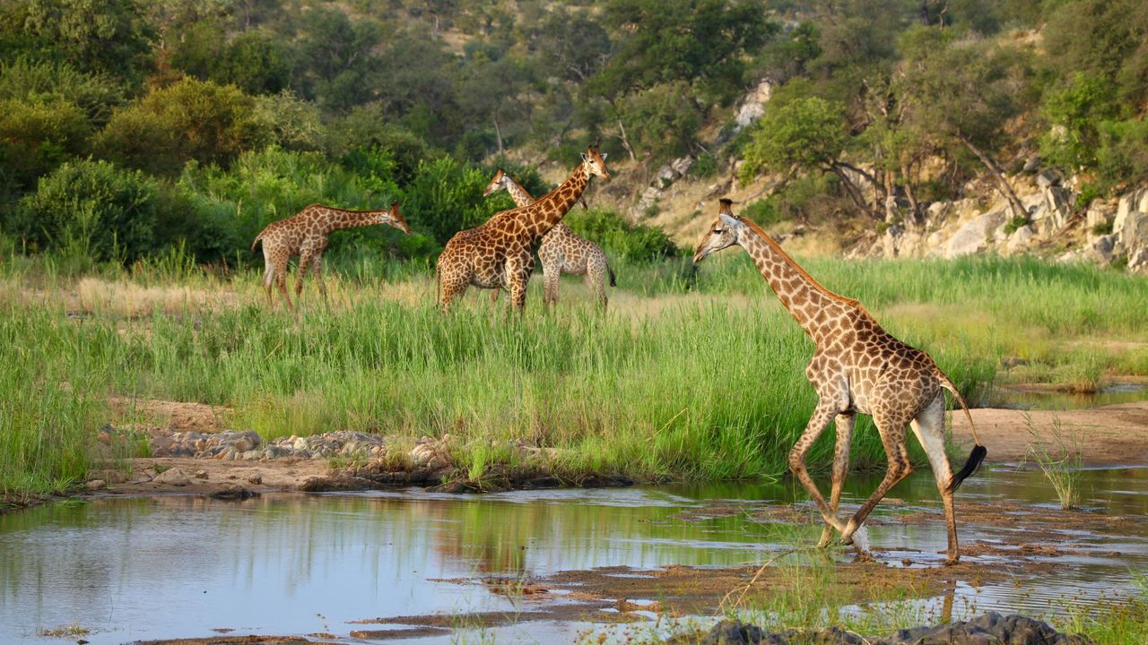 22-daagse Familereis Zuid Afrika - naar Zuid Afrika met kinderen