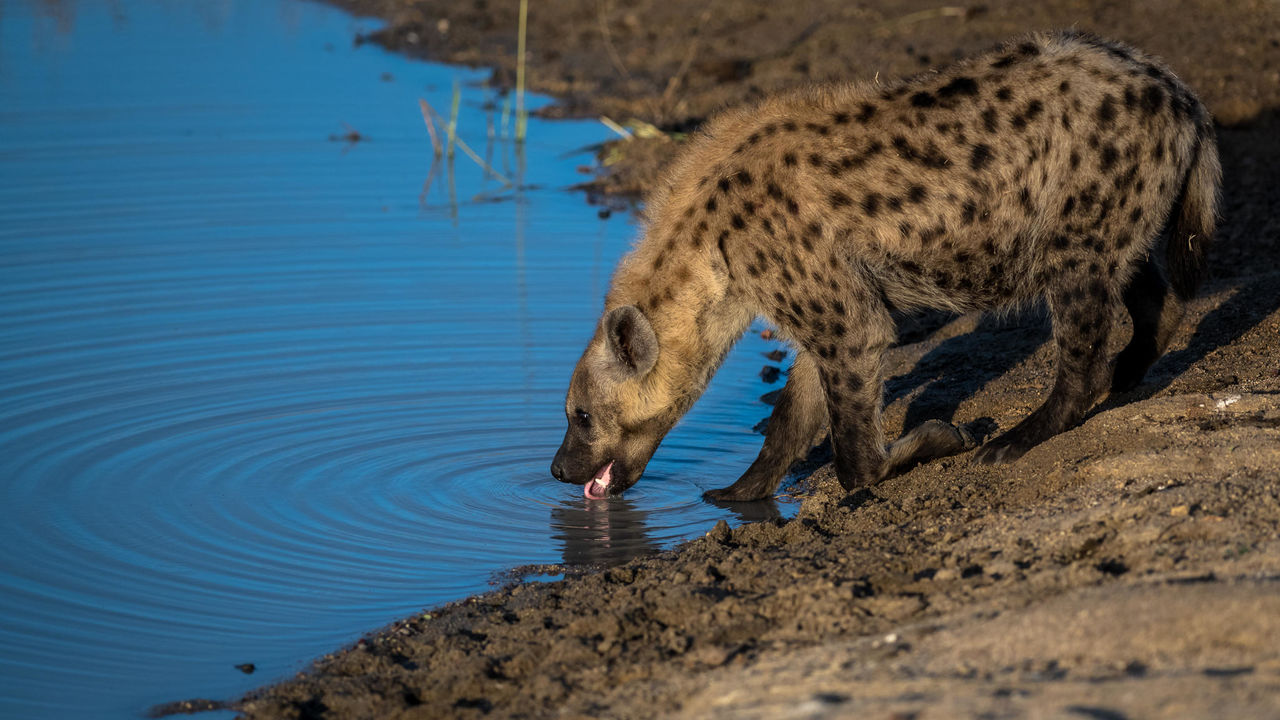 Kruger - Nationaal Park - Zuid-Afrika - Matoke Tours