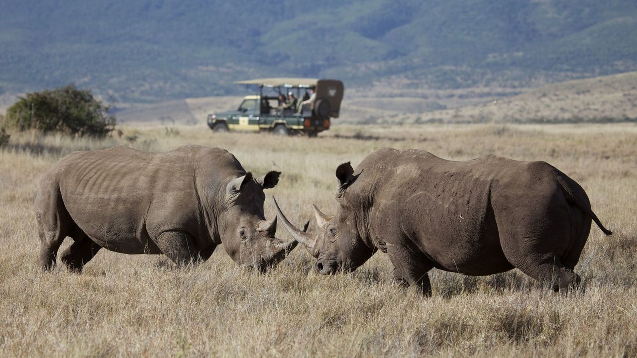 Verlenging Laikipia wandelsafari » Matoke