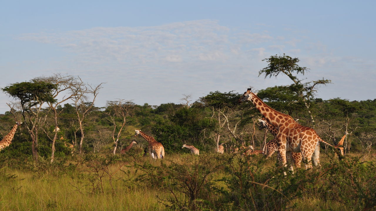 Met gezin op safari naar Oeganda en Zanzibar