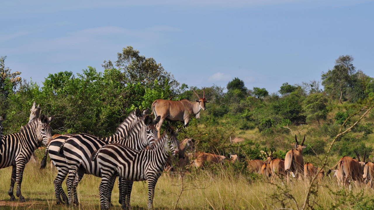 Met gezin op safari naar Oeganda en Zanzibar