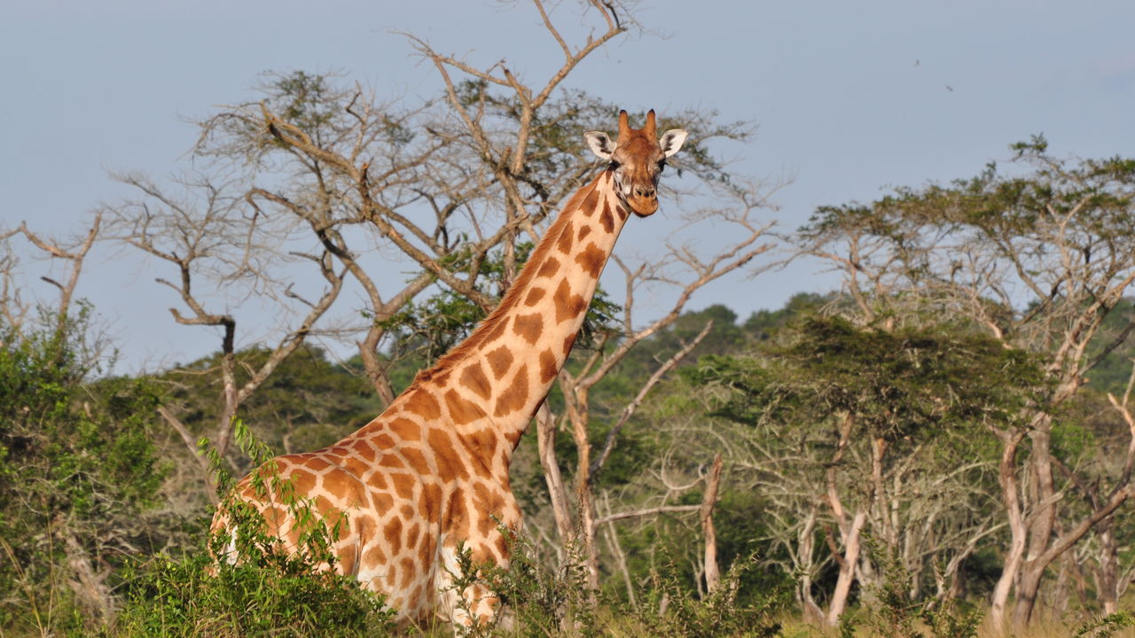 Met gezin op safari naar Oeganda en Zanzibar