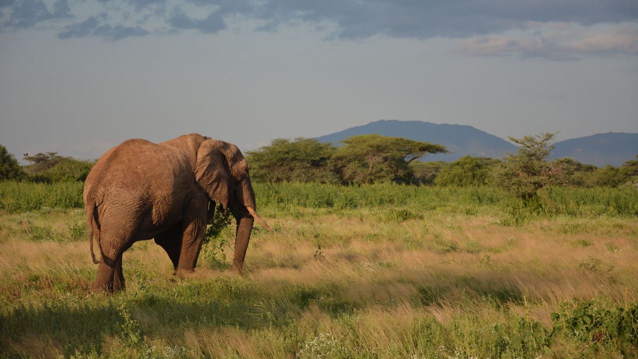 Samburu National Reserve bezoeken | Matoke Tours