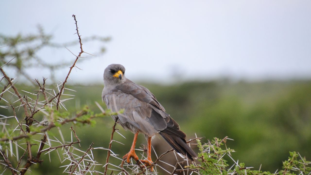 Reisspecialist Natasja op reis in Centraal Kenia | Matoke Tours