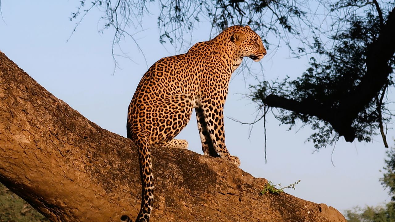 Reisverhaal Zambia: een luxe en exclusieve safari reis door Zambia