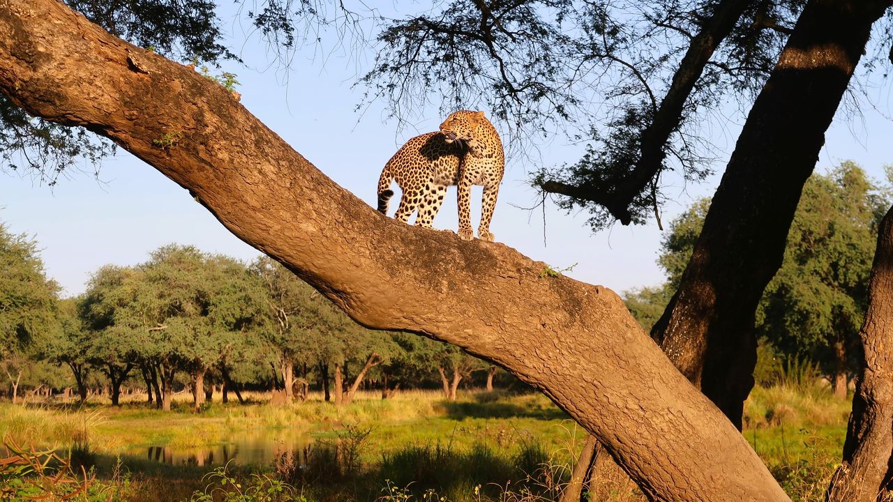 Reisverhaal Zambia: een luxe en exclusieve safari reis door Zambia