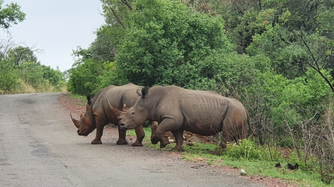 Waterberg - Nationaal Park - Zuid-Afrika - Matoke Tours