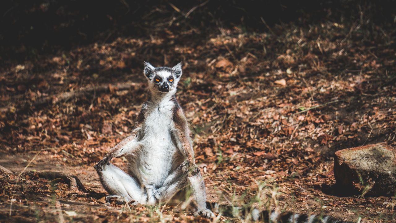 Madagascar groepsreis - Groepsreizen door Madagascar - Matoke Tours