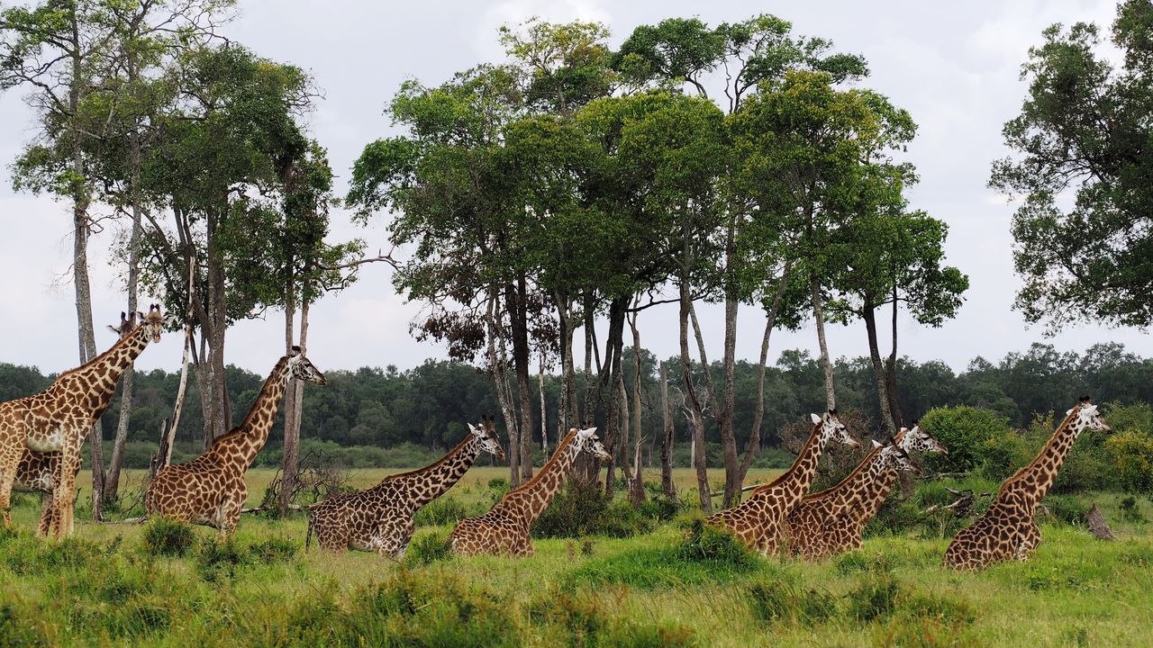 Masai Mara Safari - Bezoek Masai Mara National Park | Matoke Tours