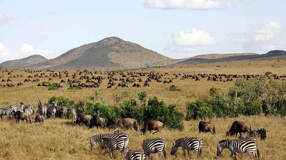 Masai Mara Safari - Bezoek Masai Mara National Park | Matoke Tours