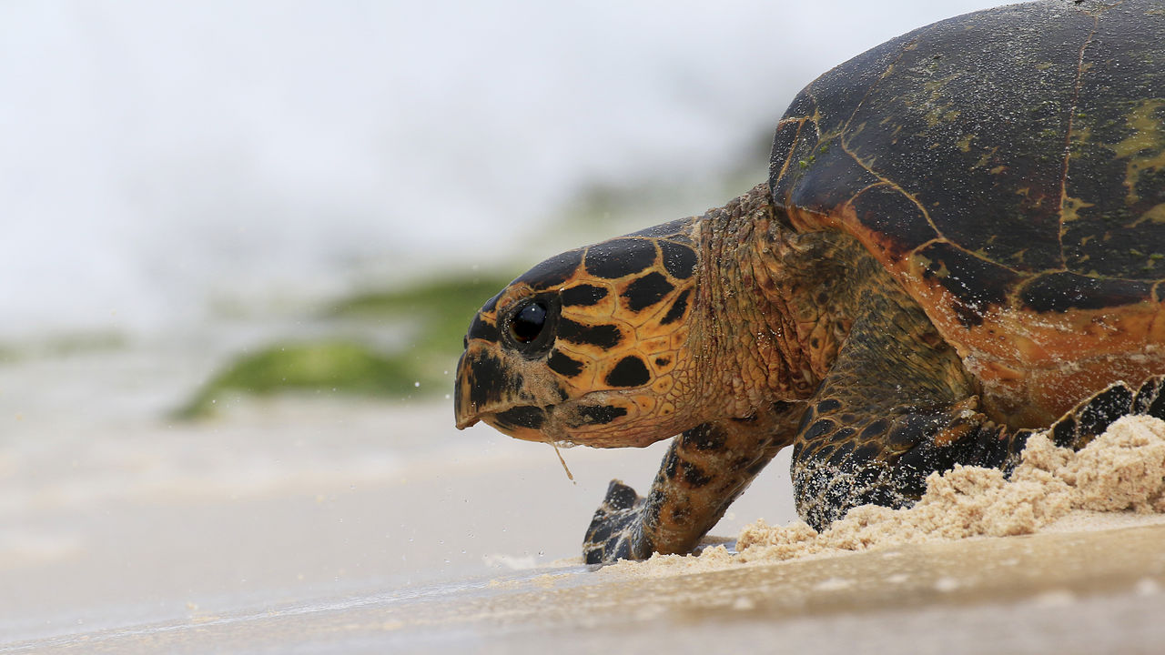 Reisinformatie Seychellen - Matoke Tours - uit liefde voor de Seychellen