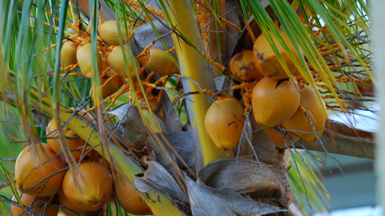 Wat te doen op Mauritius - Excursies Mauritius.| Matoke Tours