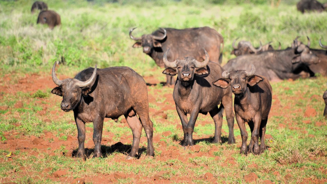 Reisspecialist Natasja op reis in Centraal Kenia | Matoke Tours