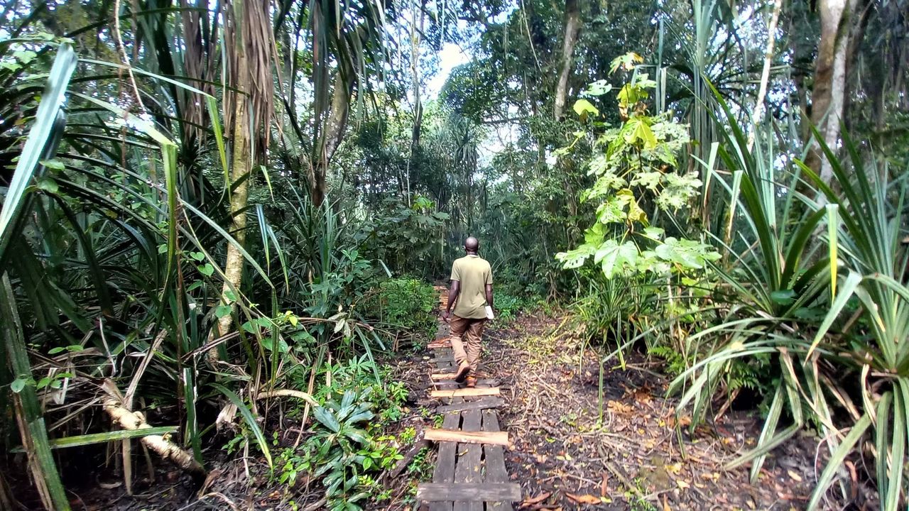 Kibale Forest | Chimpanzee trekking in Uganda | Matoke Tours