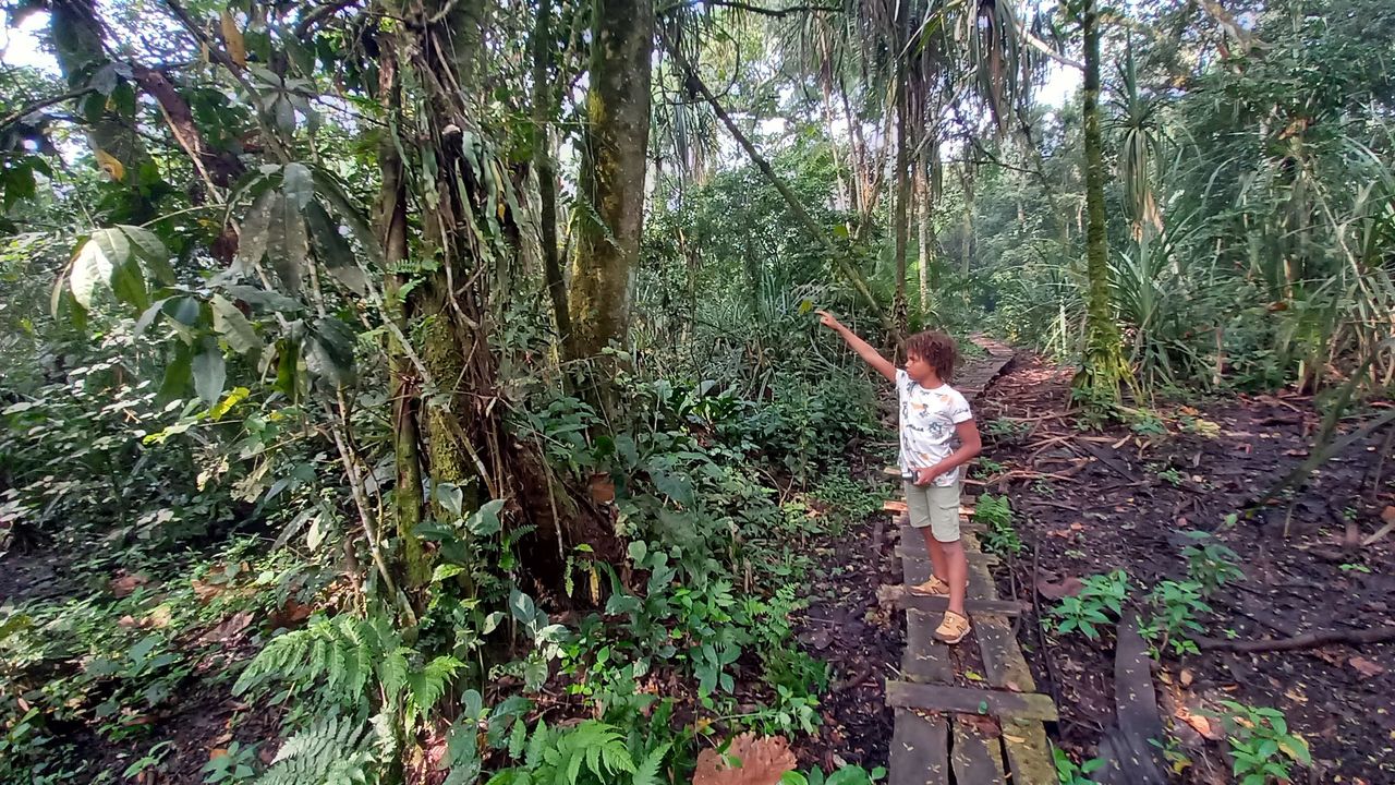 Kibale Forest | Chimpanzee trekking in Uganda | Matoke Tours