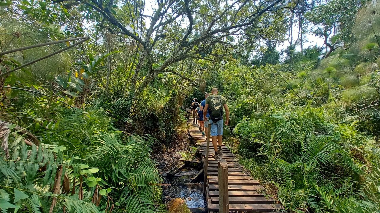 Kibale Forest | Chimpanzee trekking in Uganda | Matoke Tours