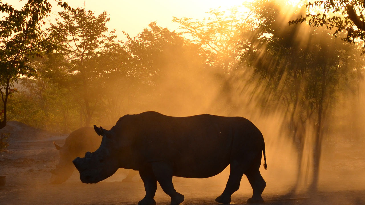 Neushoornproject - Zambia - Sukulu Reservaat