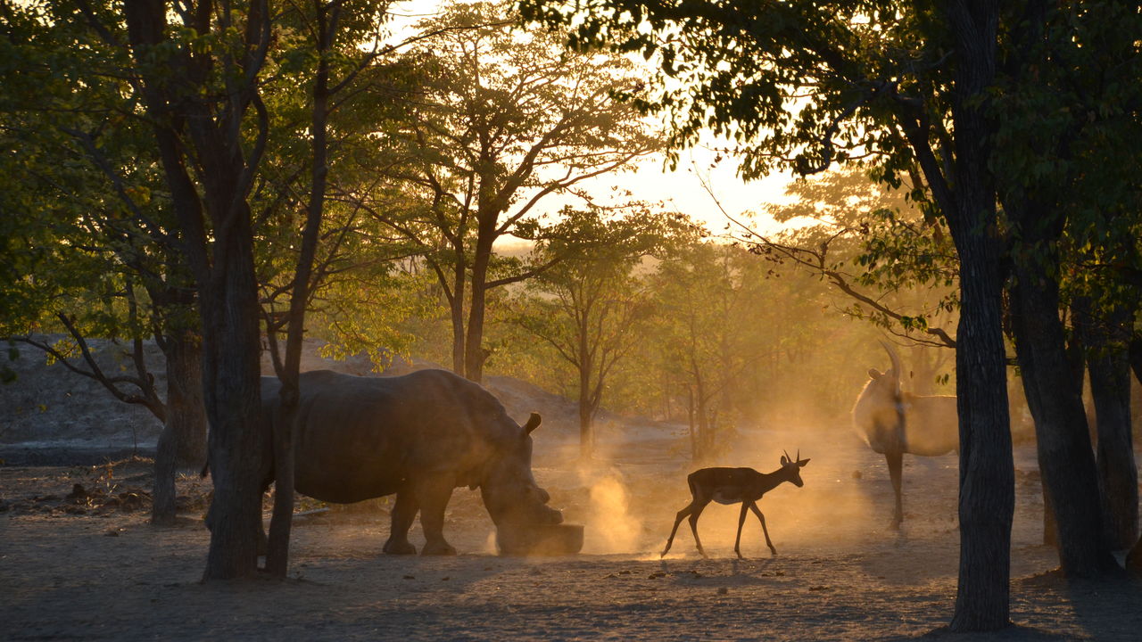 Neushoornproject - Zambia - Sukulu Reservaat