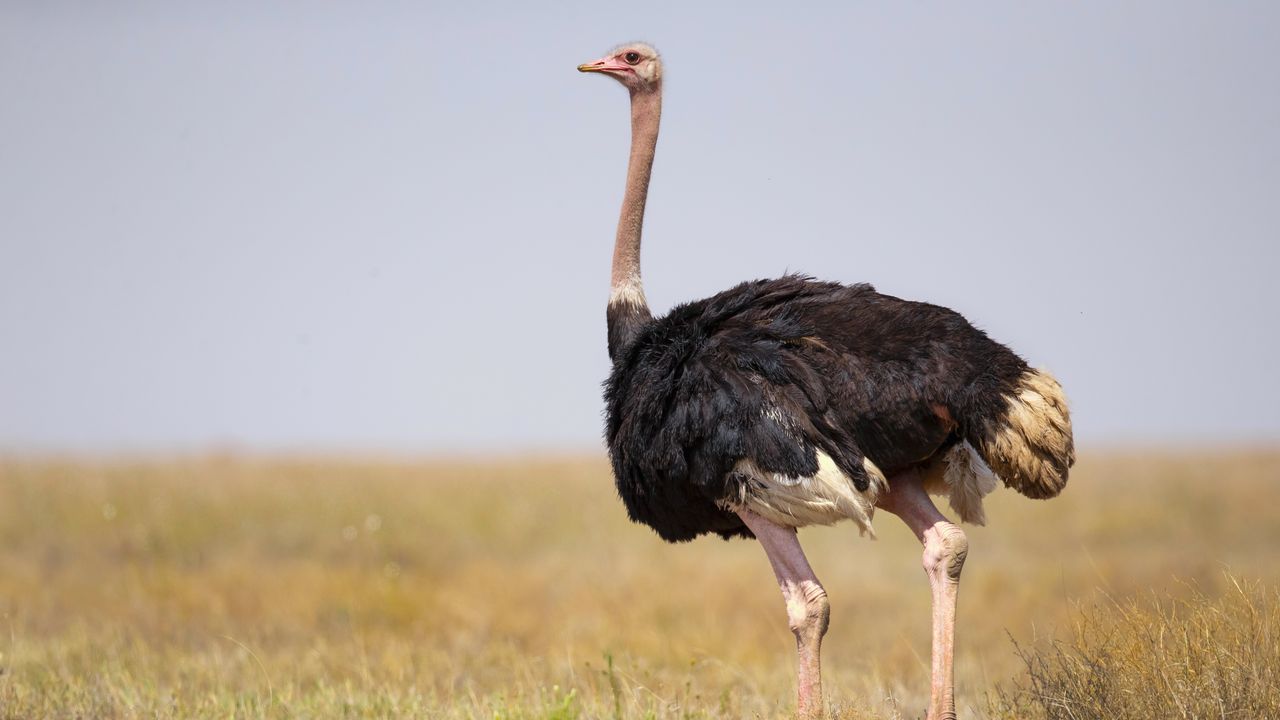 Oudtshoorn - de hoofdstad van Klein Karoo | Matoke Tours