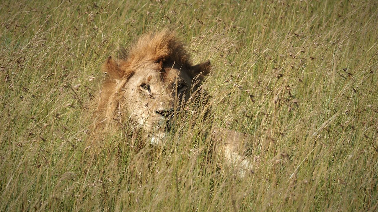 Kenia Safari en strand » Matoke