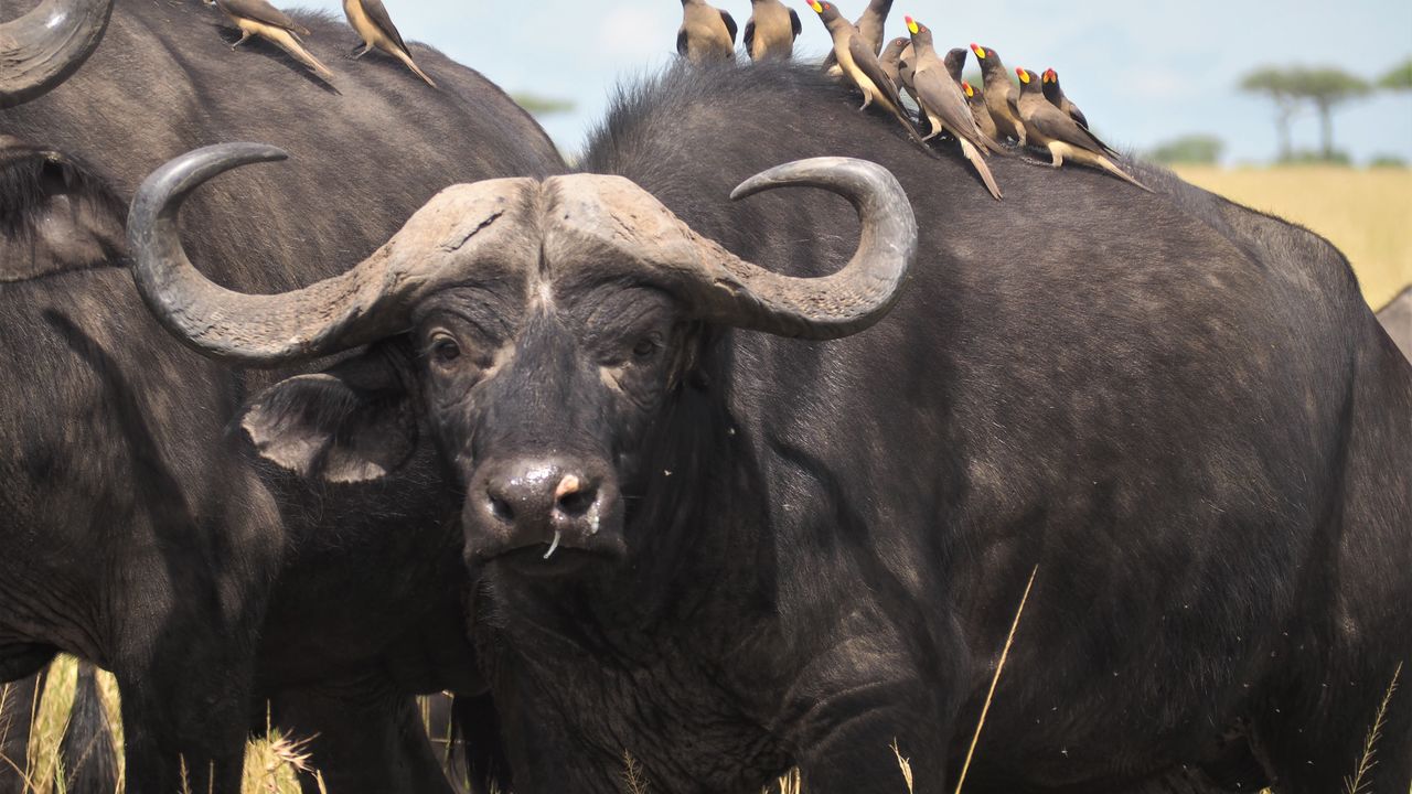 Kenia Safari en strand » Matoke