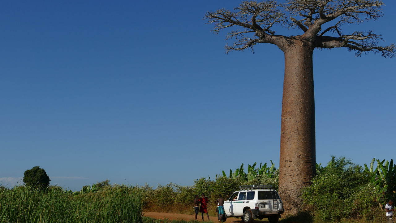 Madagascar reis - De Baobab Laan