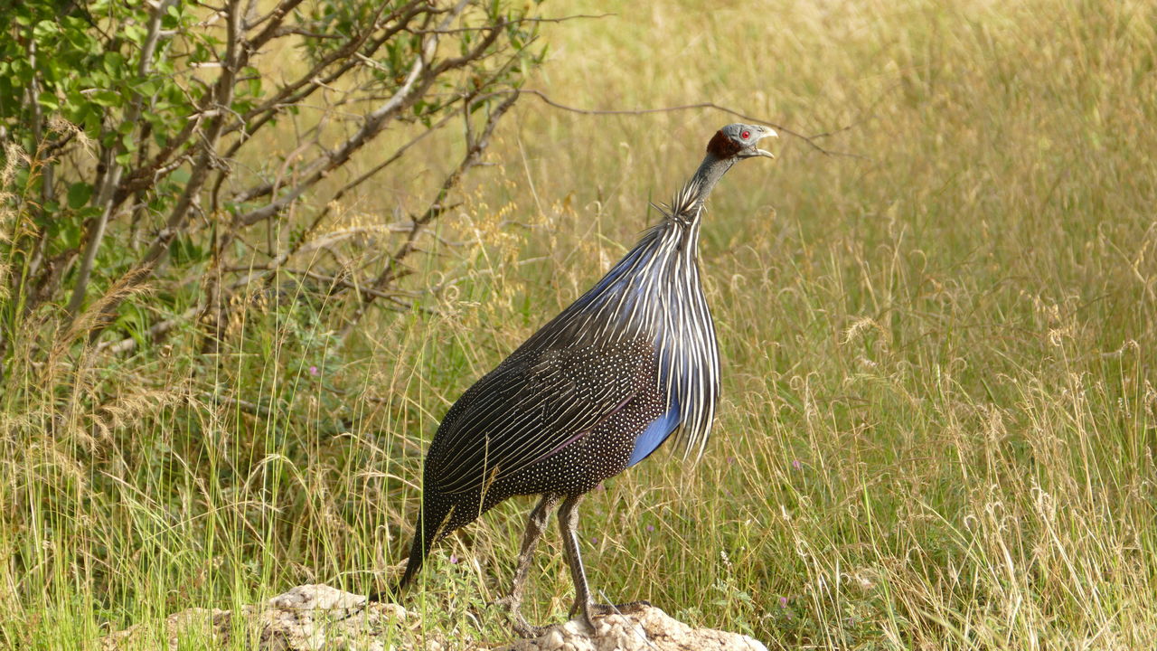 Samburu National Reserve bezoeken | Matoke Tours