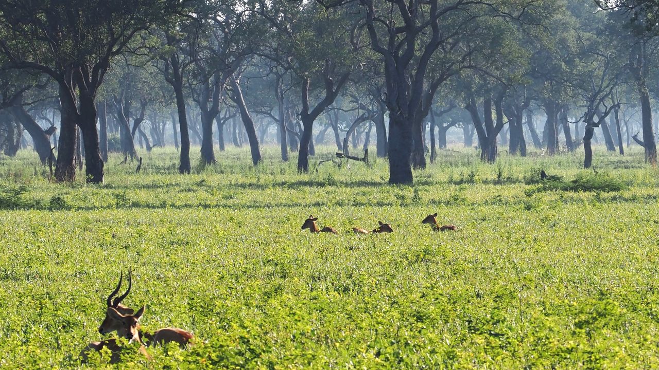 Reisverhaal Zambia: een luxe en exclusieve safari reis door Zambia