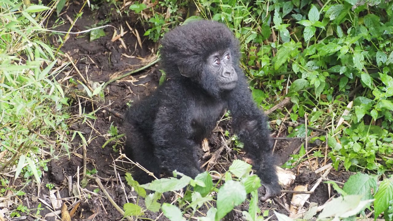 Reisspecialist Joanna op studiereis door Rwanda | Matoke Tours