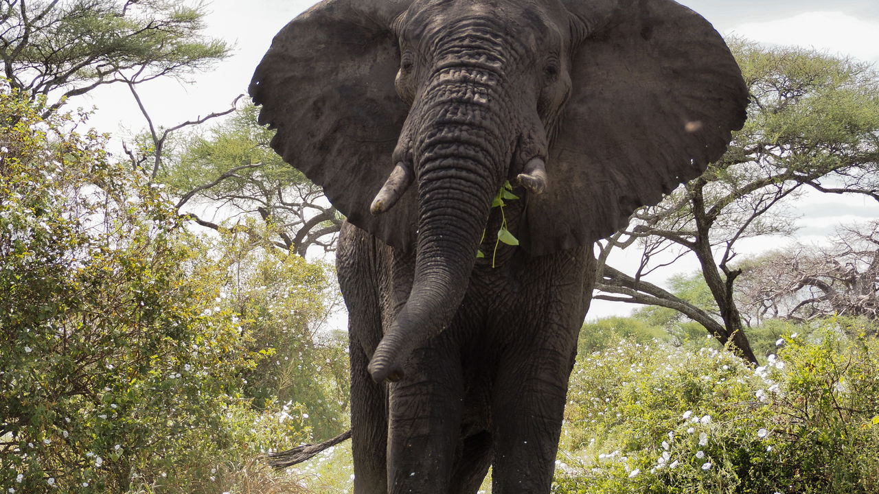 Reisspecialist Joanna van Matoke Tours op studiereis in Tanzania