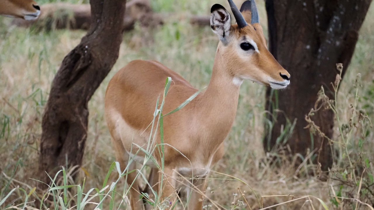 Reisspecialist Joanna van Matoke Tours op studiereis in Tanzania