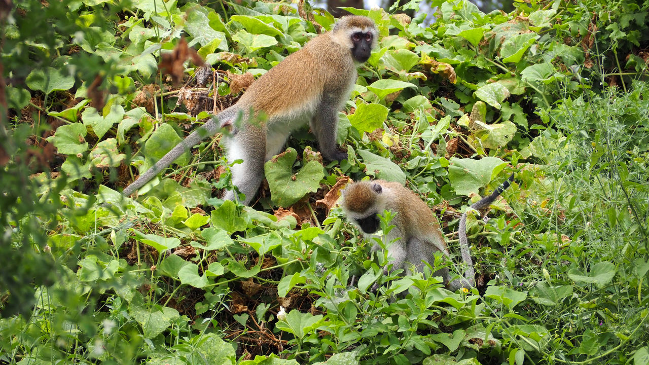 Reisspecialist Joanna van Matoke Tours op studiereis in Tanzania