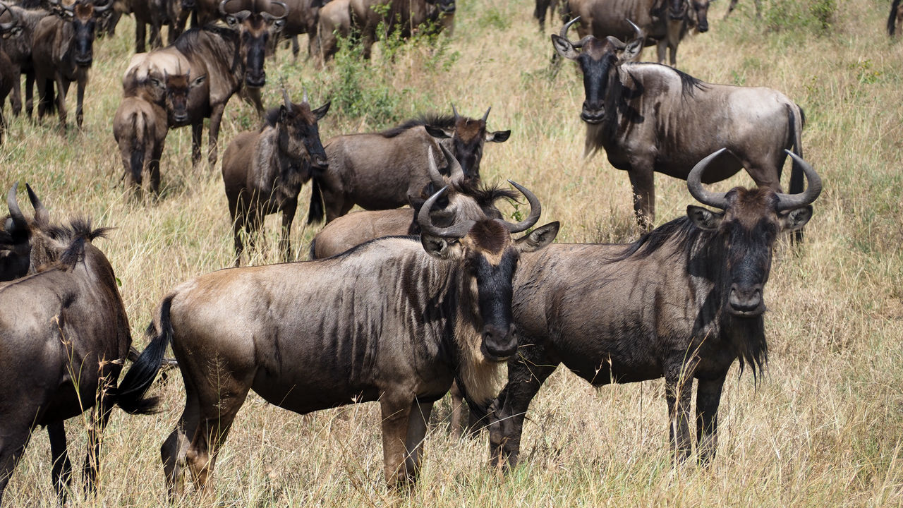 Reisspecialist Joanna van Matoke Tours op studiereis in Tanzania