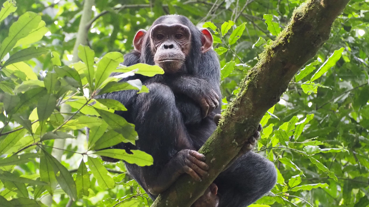 Kibale Forest | Chimpanzee trekking in Uganda | Matoke Tours