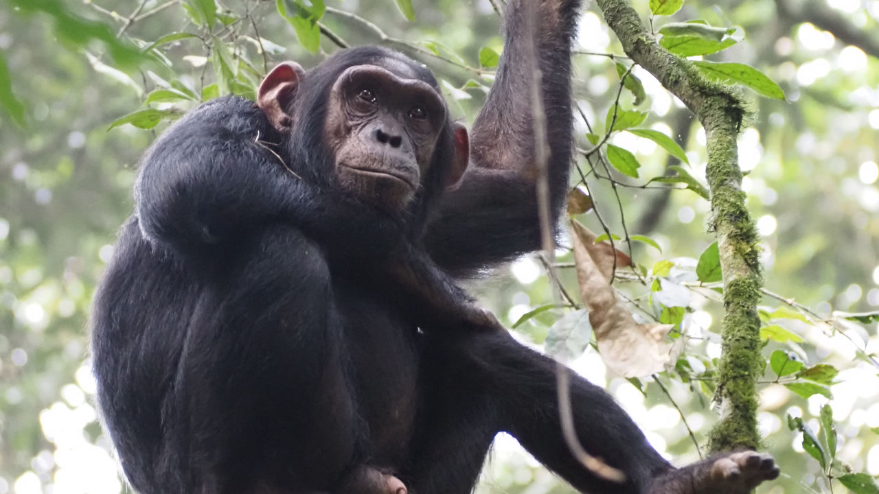 Sisterhood safari Rwanda en Oeganda | Reizen voor vrouwen in Afrika