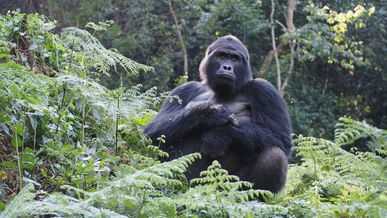 Sisterhood safari Rwanda en Oeganda | Reizen voor vrouwen in Afrika