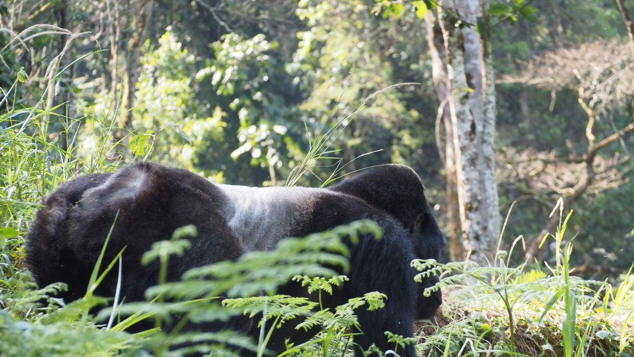 Gorillagroepen in Rwanda » Matoke