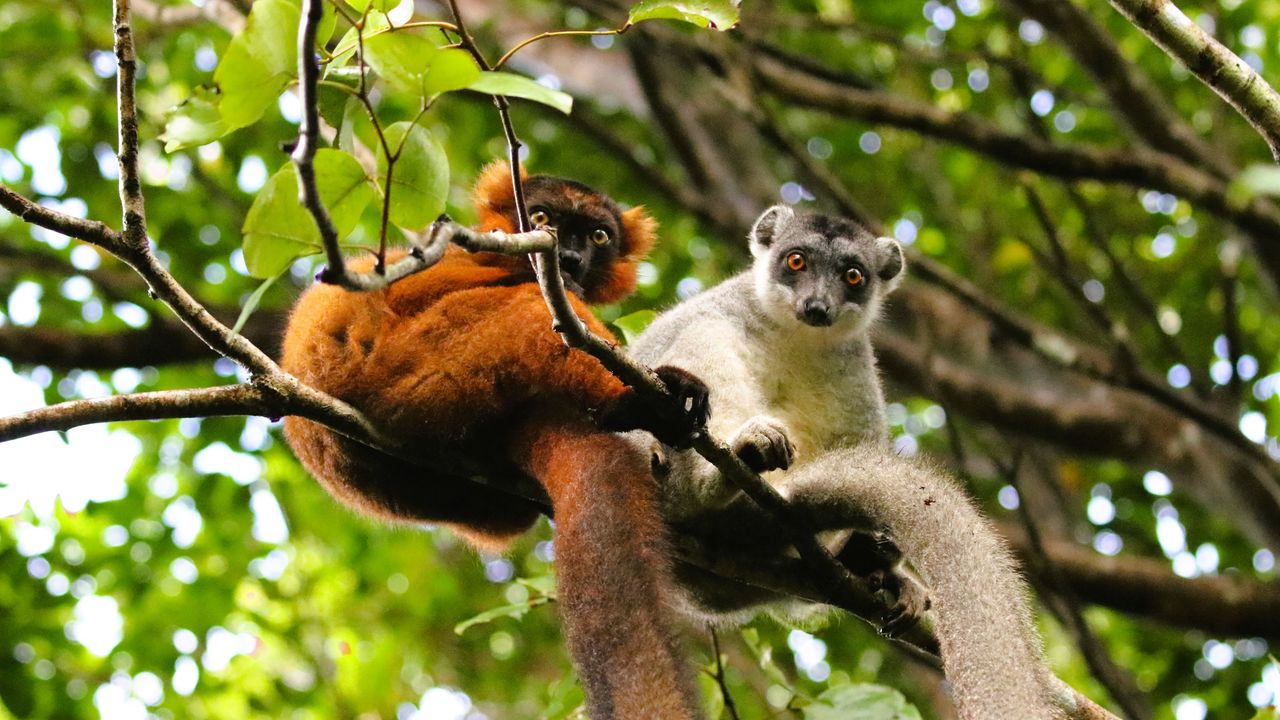 Reis in 3 weken door Madagascar - 23 dagen Noord en Zuid Madagaskar