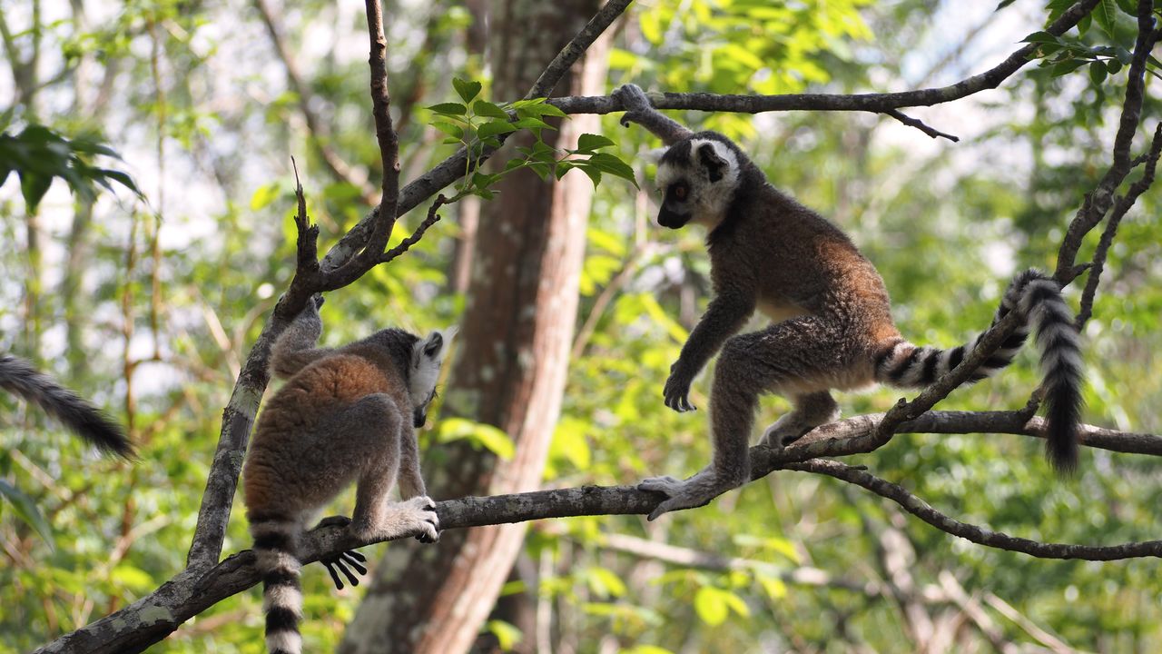 Reisspecialisten van Matoke Tours op studiereis in Madagascar