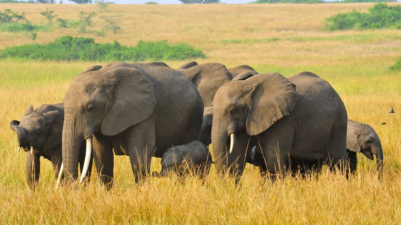 Privéreis Oeganda& Kenia gorilla safari - 13 dagen | Matoke Tours
