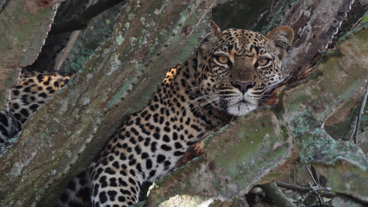 Met gezin op safari naar Oeganda en Zanzibar