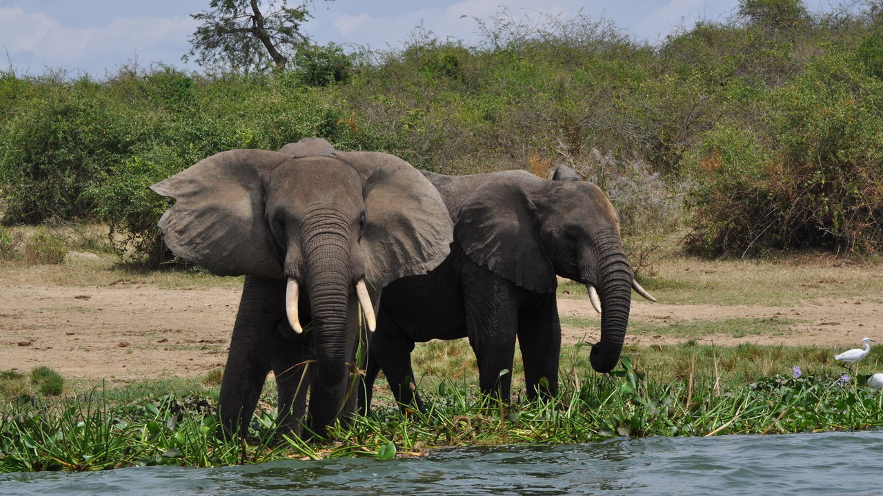 Met gezin op safari naar Oeganda en Zanzibar